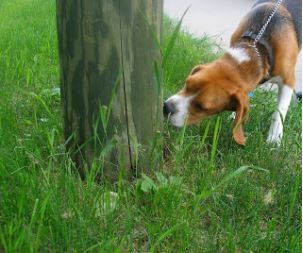 Odměnou pro psa je volné čichání