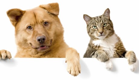 Kočka a pes