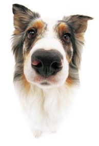 Ideální pes? Jak pro koho...