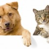Jak spřátelit kočku se psem