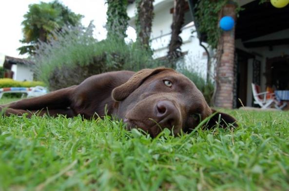 Znuděný labrador na zahradě